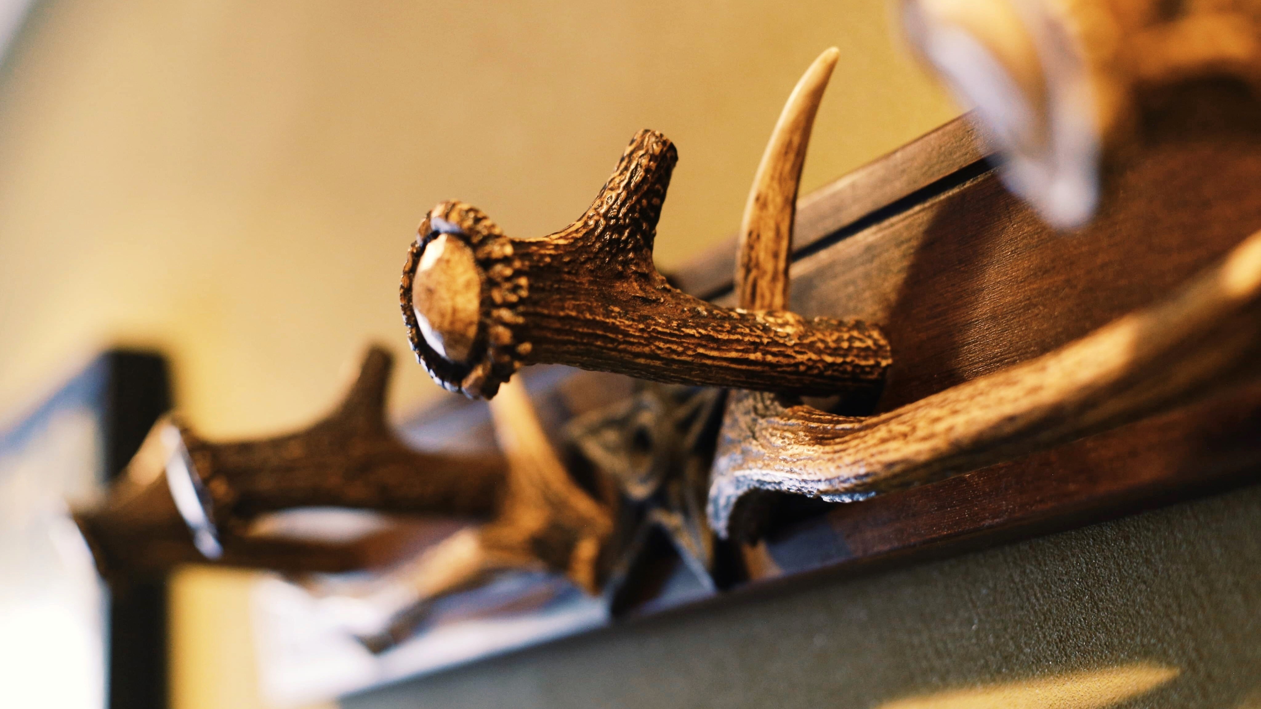 [Dear Horn] Come experience the feeling of falling in love with the real thing!