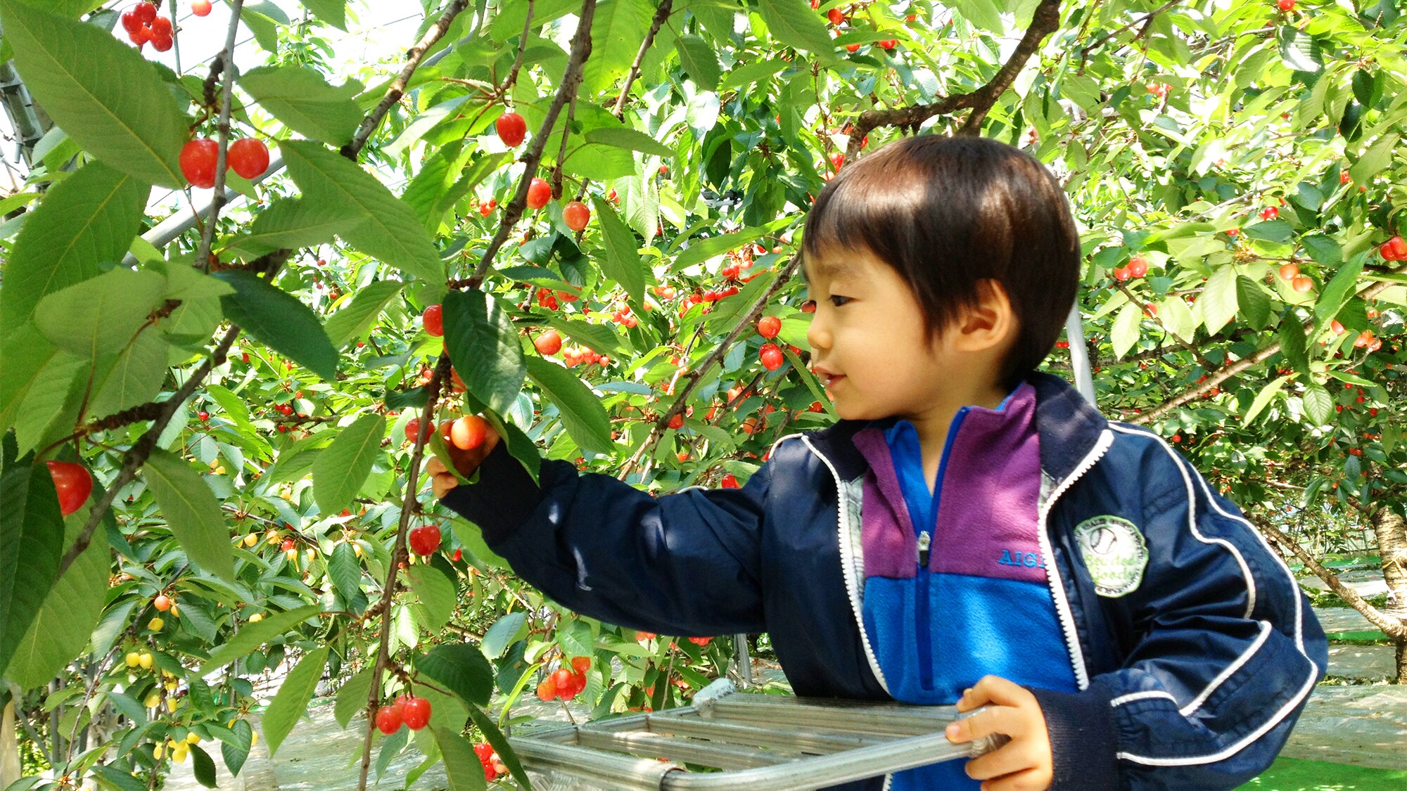 Cherry picking where you can taste freshly picked cherries *Image for illustration purposes