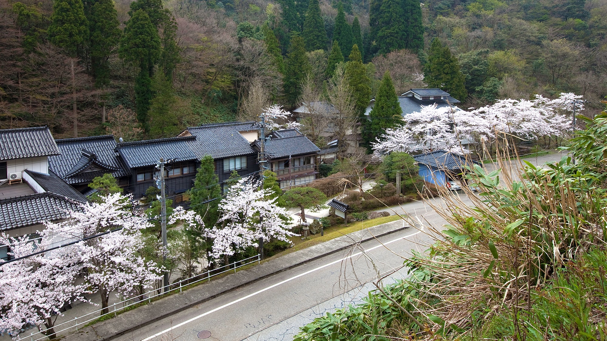 Motoyu Ishiya in spring