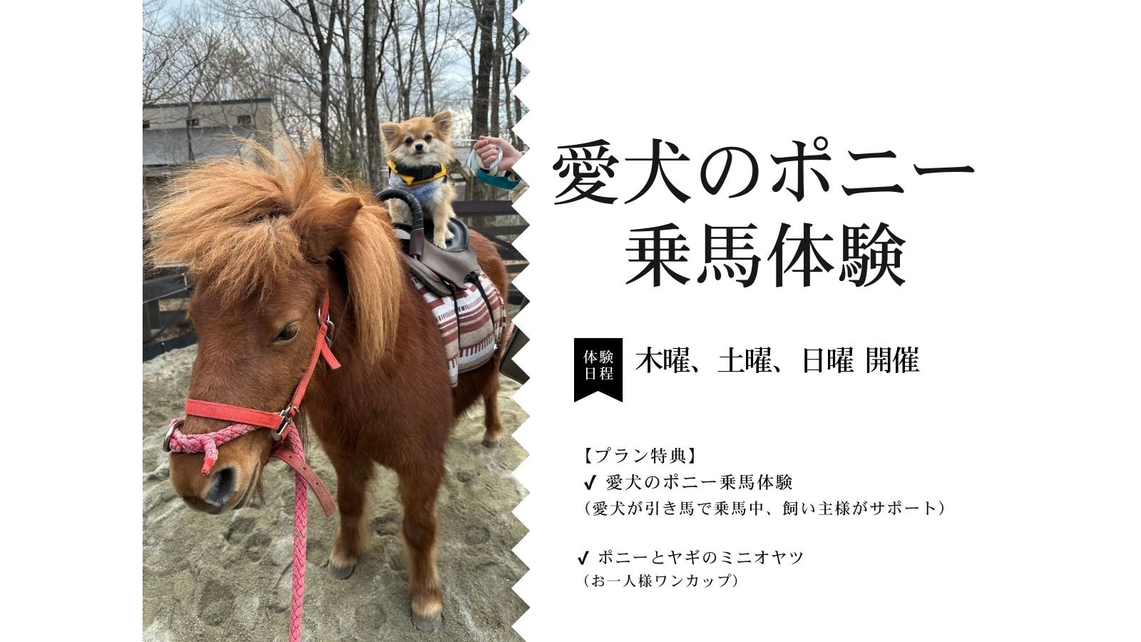 [Includes pony riding experience]