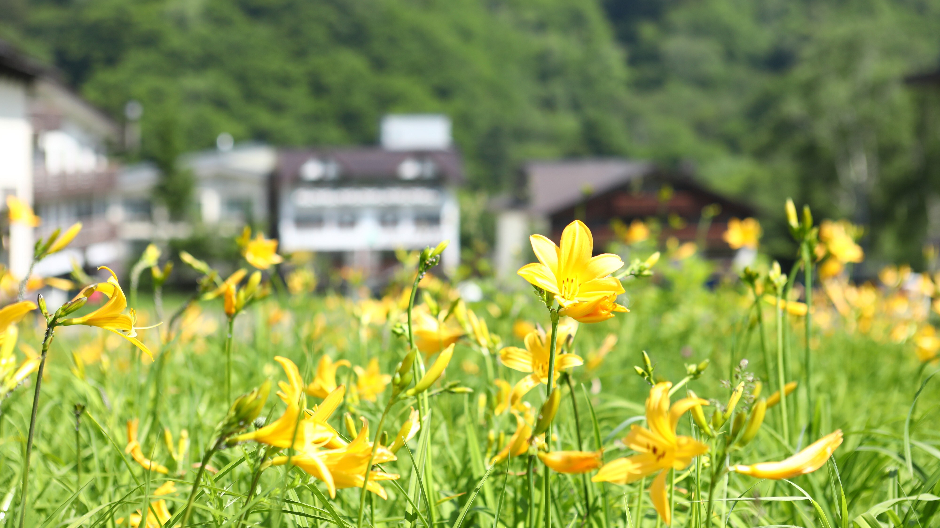 ■ Alpine plant day lilies