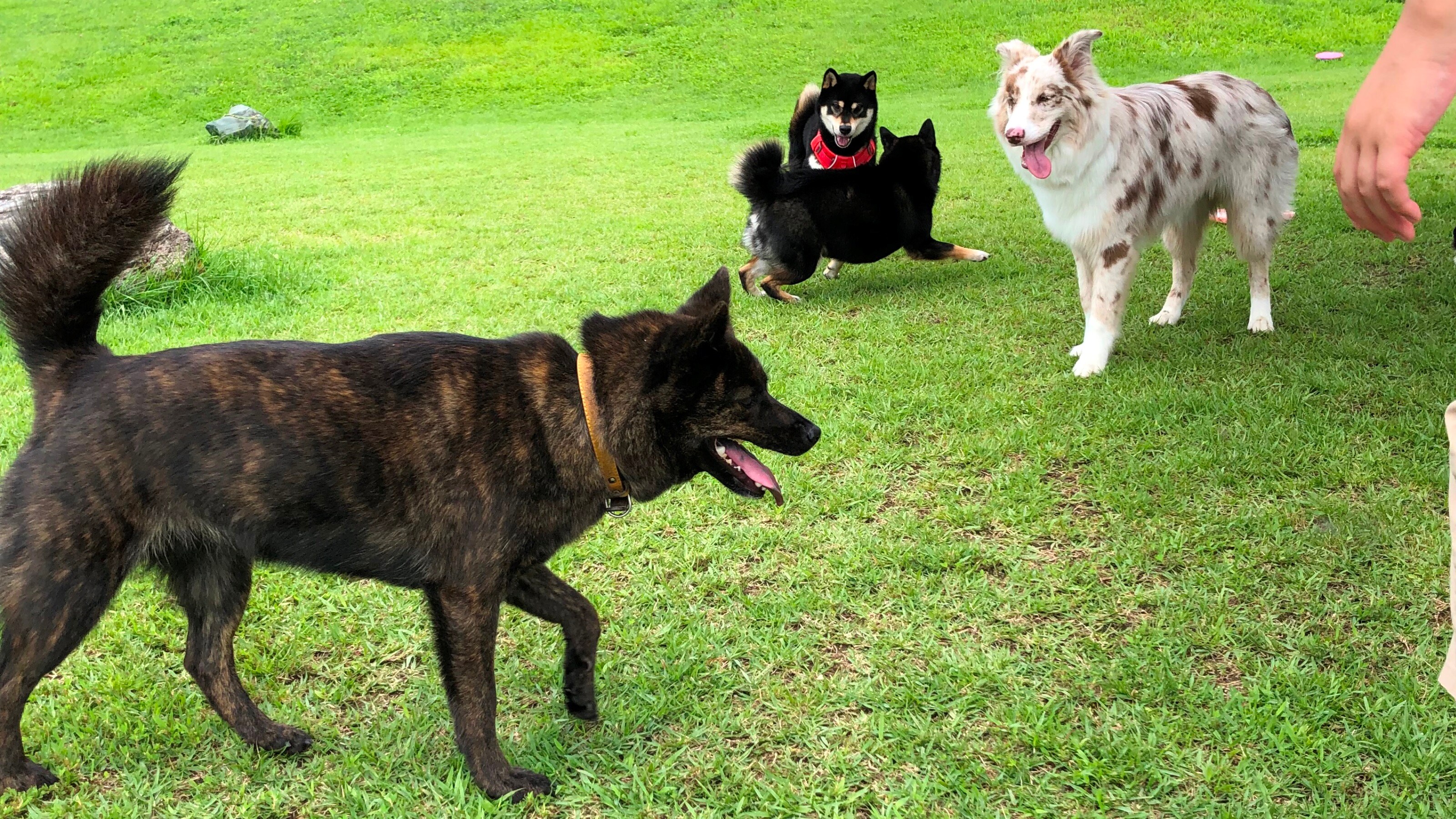 ★Dog run 15 minutes by car from the hotel (currently closed)