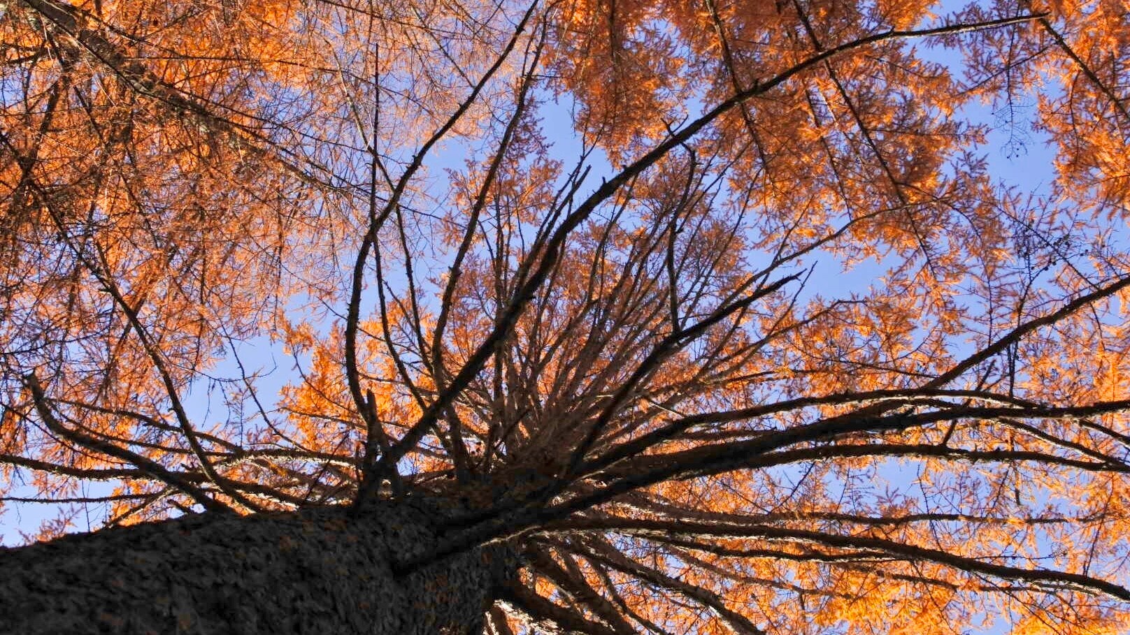 Autumn harvest and the beginning of autumn leaves [mid-September to late October]