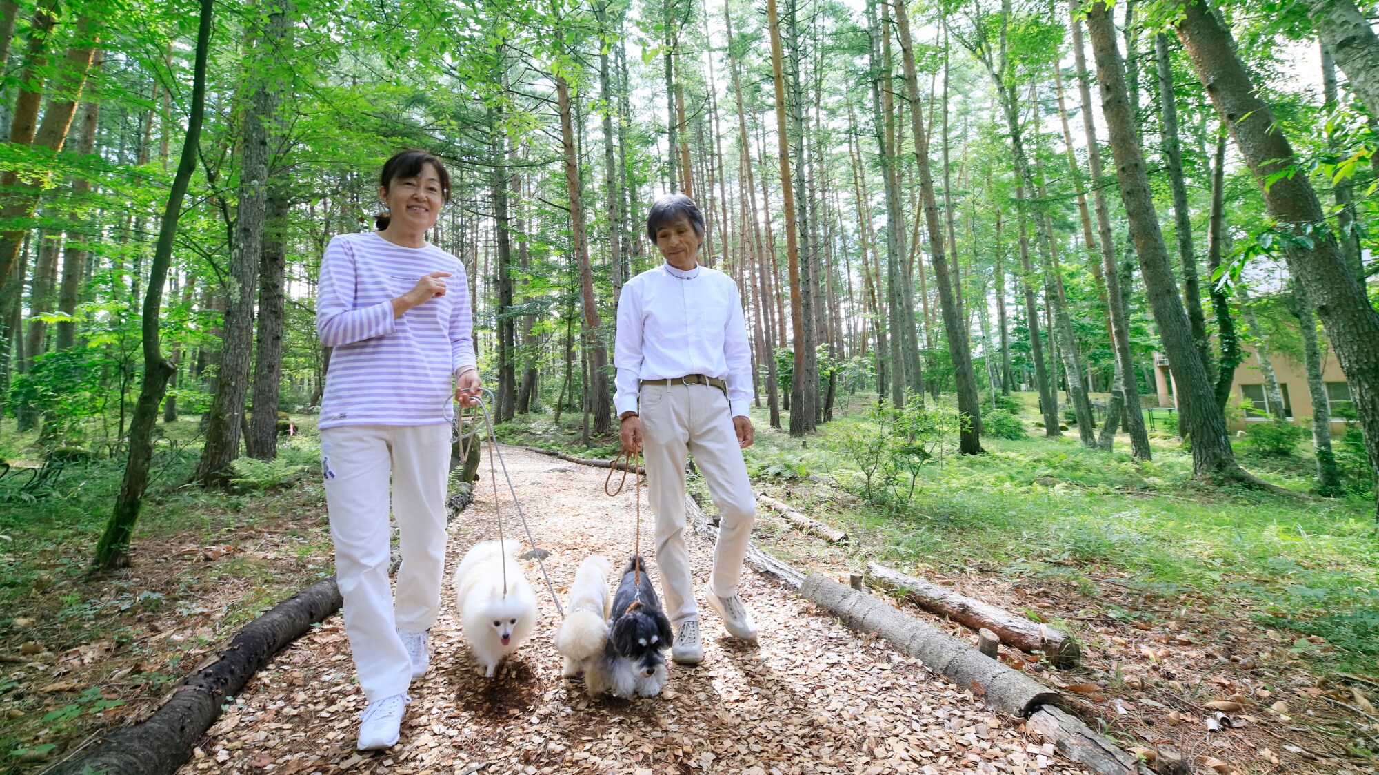 Forest Walkway | Morning walks are also recommended! They feel great.