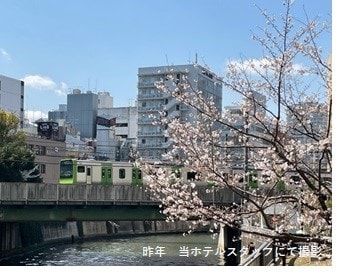 Taken in 2021 Sakura 3