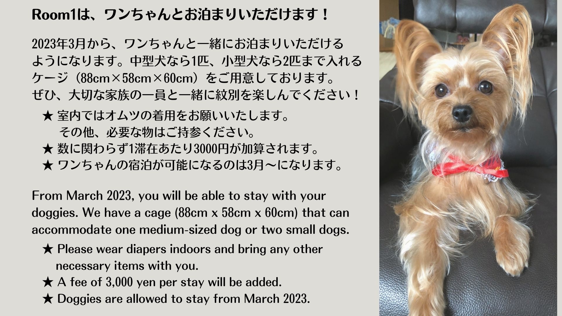 您只能带着您的狗住在 1 号房间。