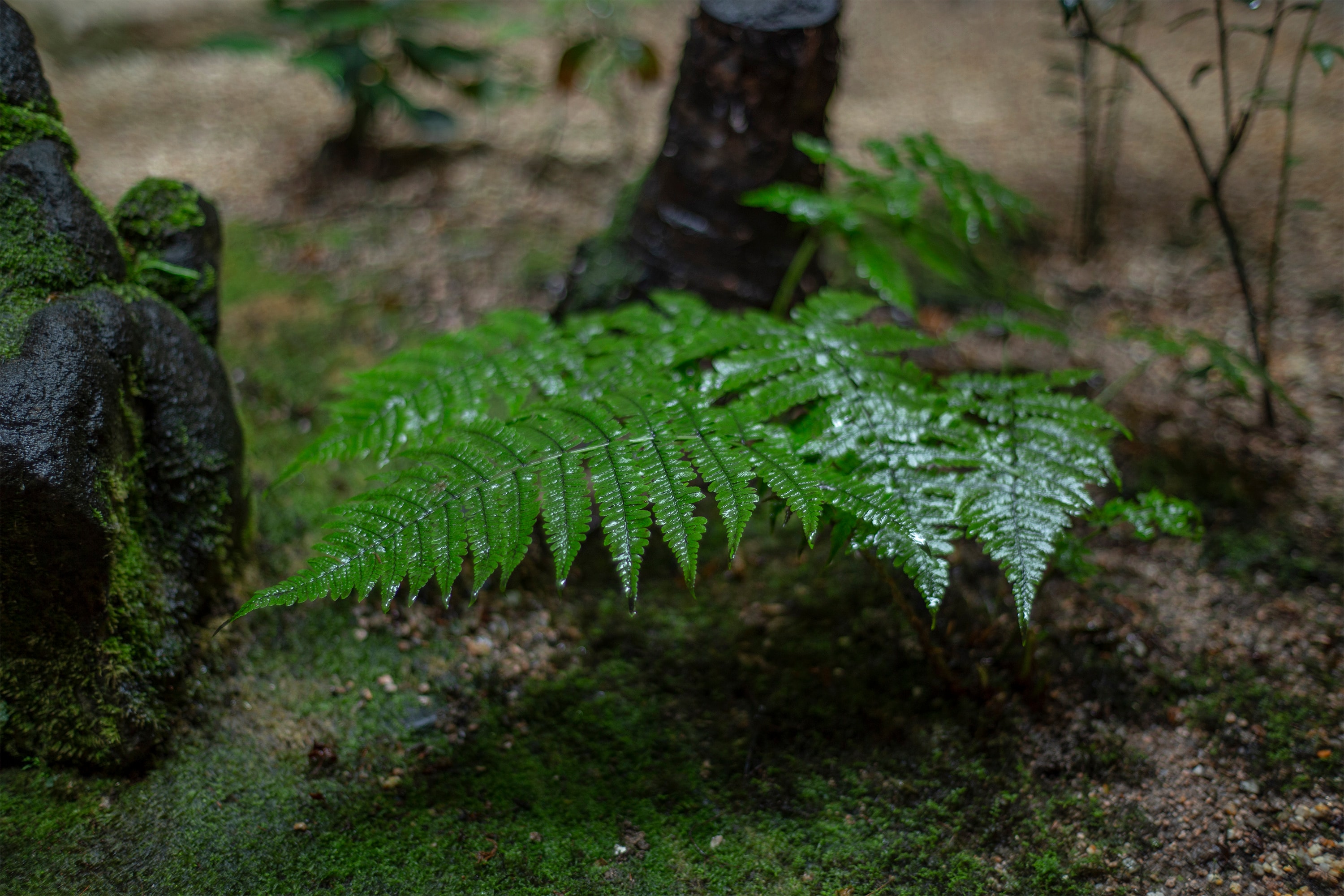 Courtyard Fern