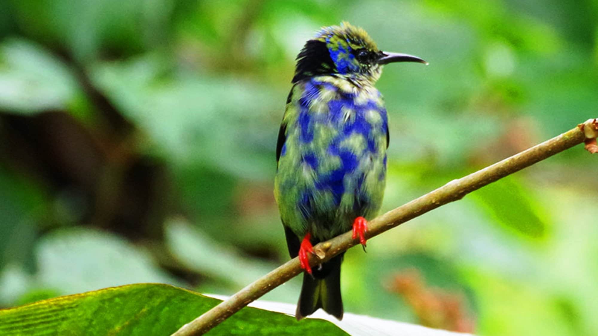 bird