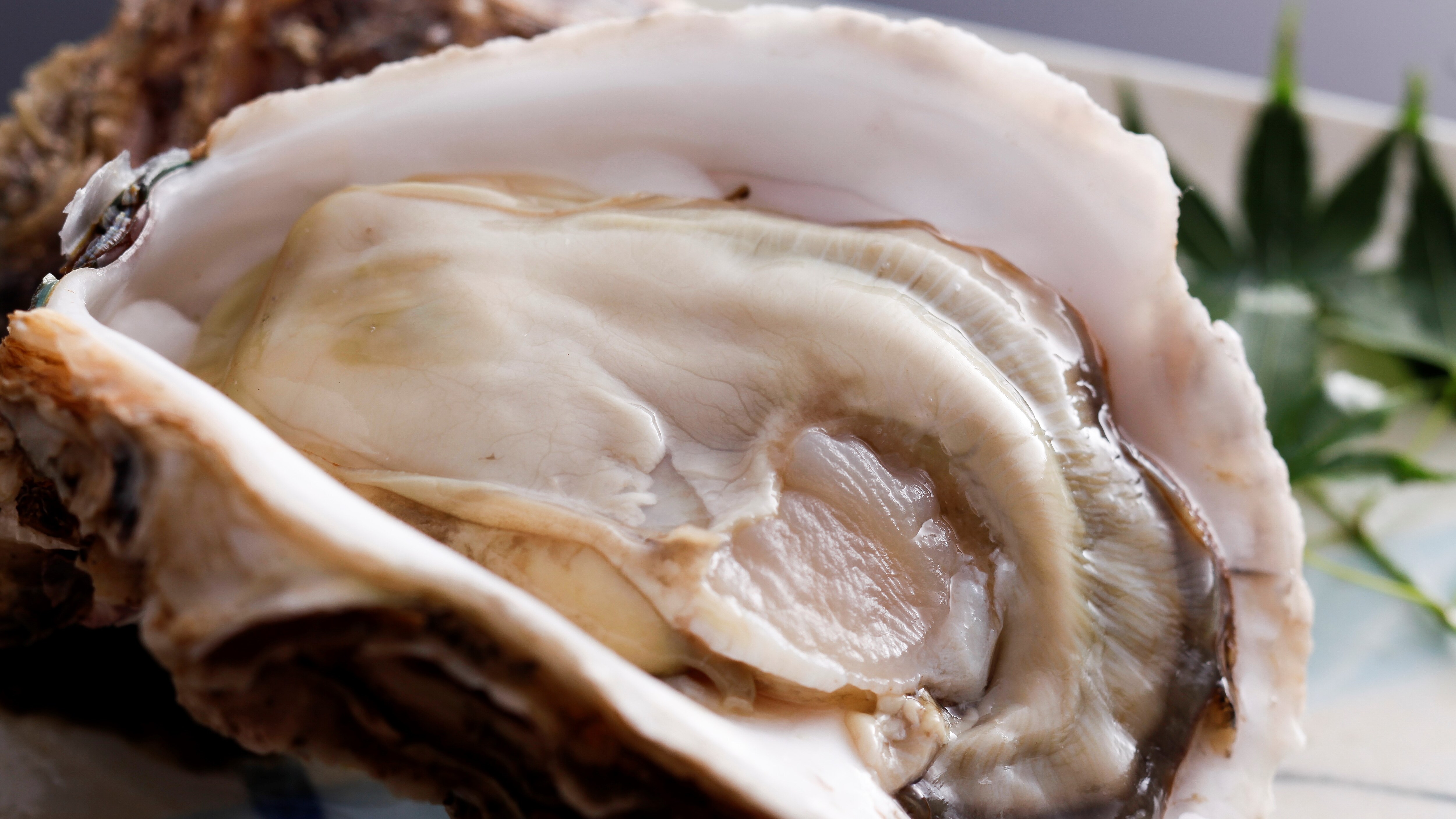 【夏季限定】特大號“岩牡蠣”，富含礦物質，被譽為海洋牛奶