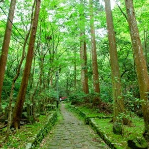 forest