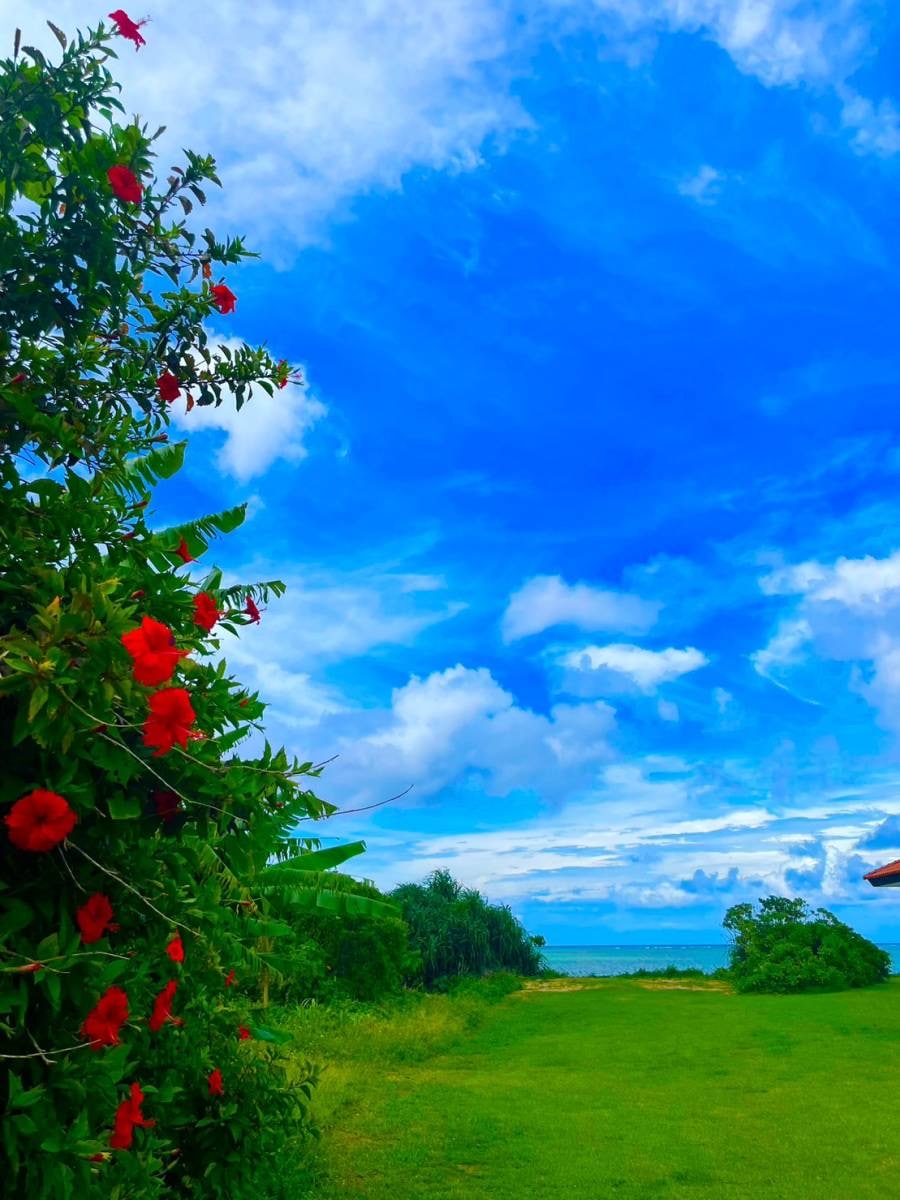 [Hibiscus] Di lokasi