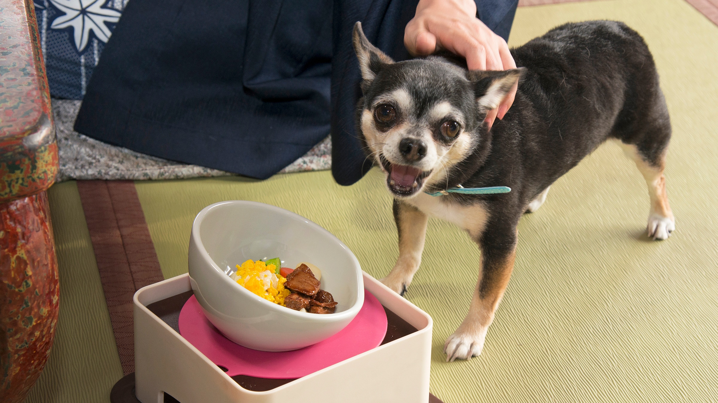 ◆Meals Rice for dogs