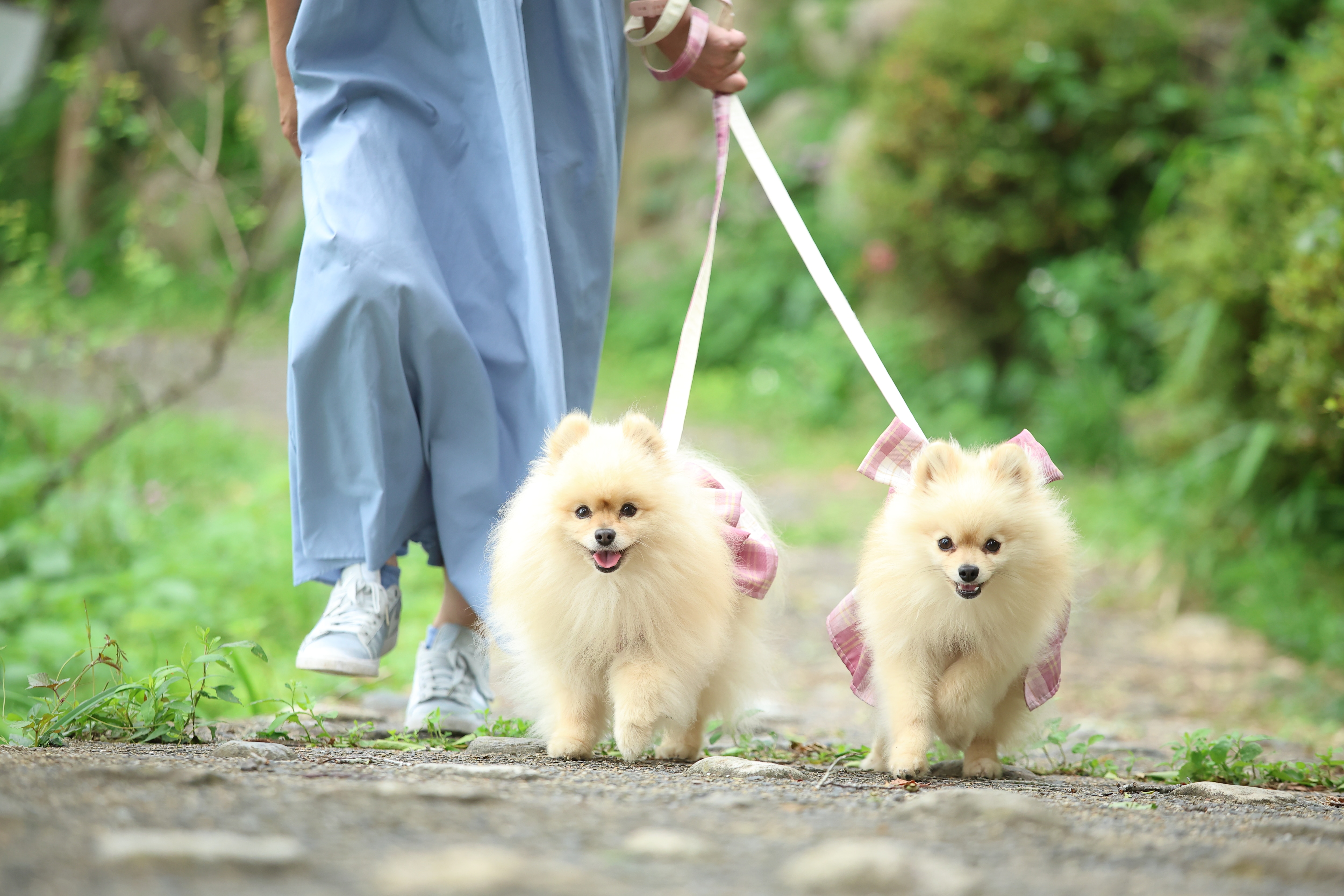 DogFriendlyRoom