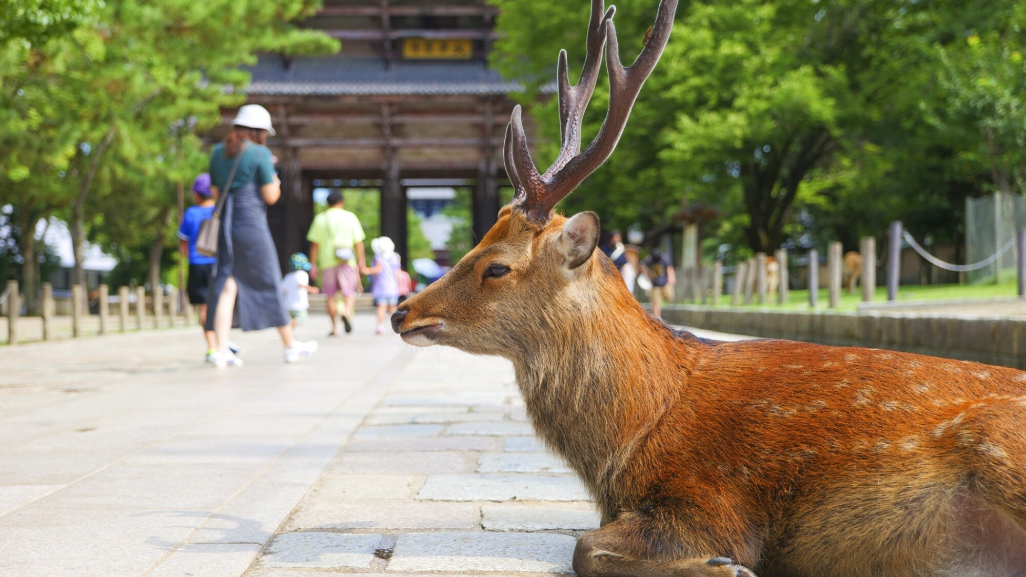 Enjoy encounters with adorable deer in the nature-rich Nara Park.