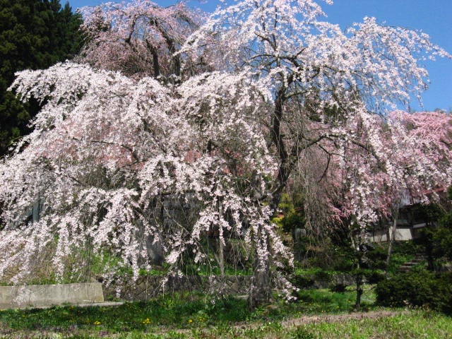高田公园