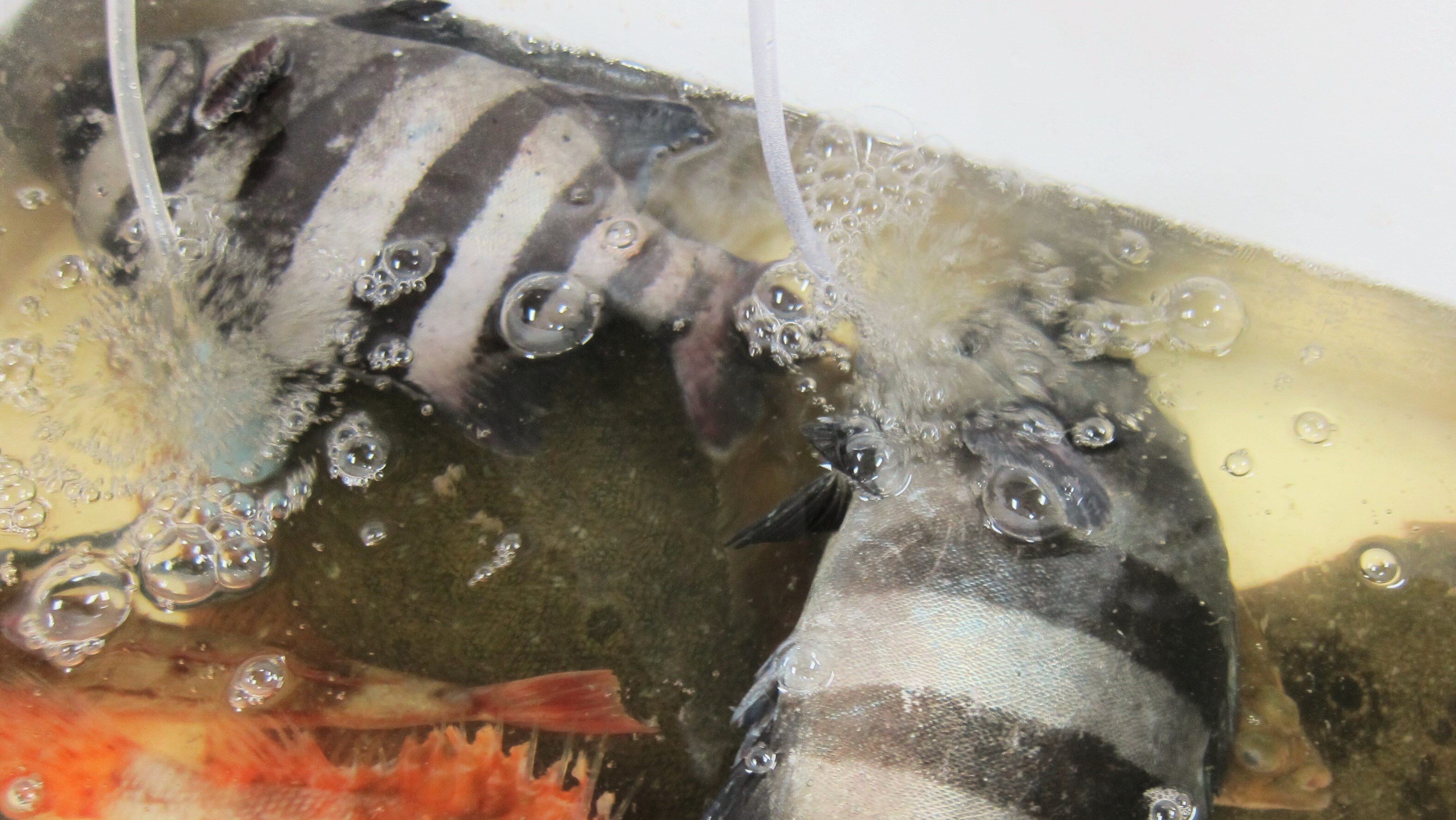 佐渡活魚♪
