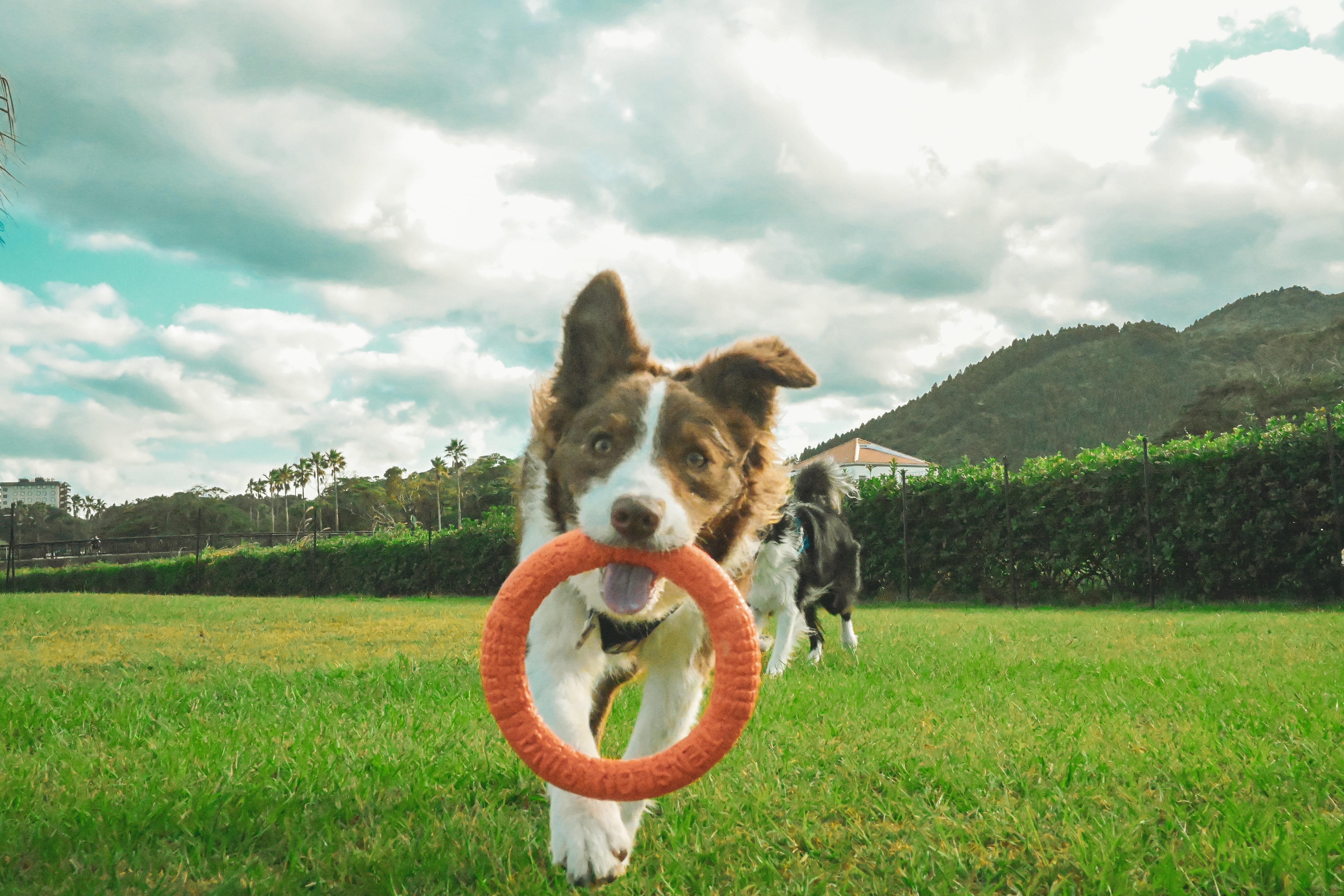 DOG RUN