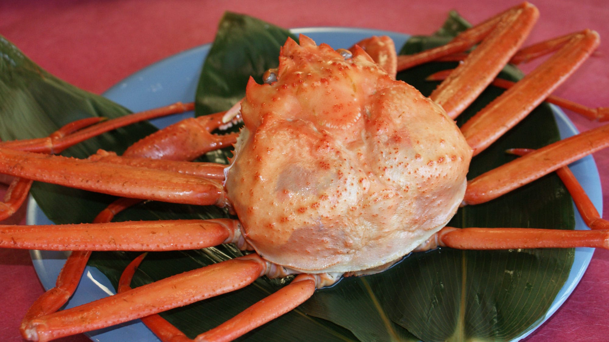 Nikmati Kepiting Salju Merah! (Pertengahan September hingga akhir Mei)