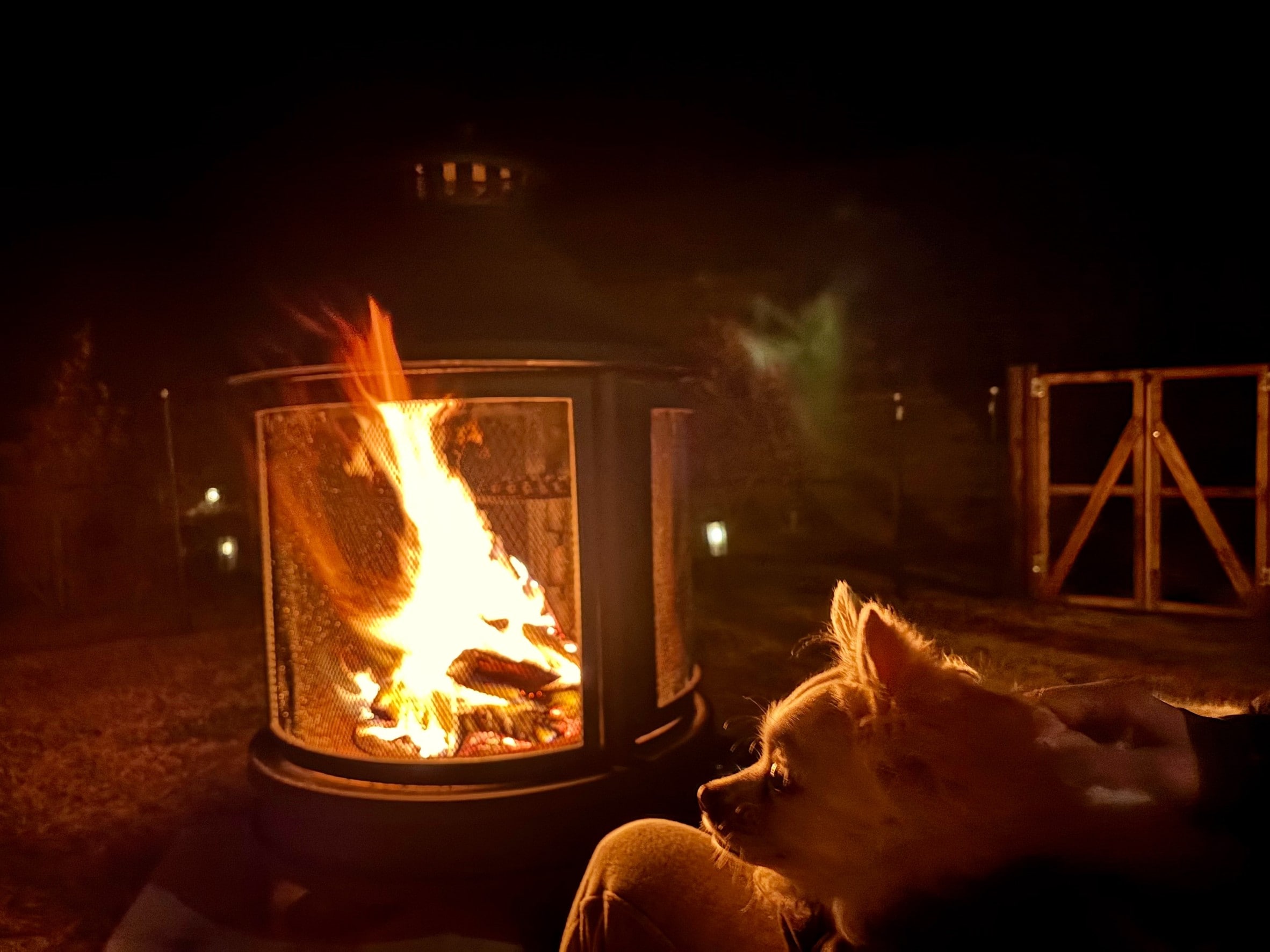 Enjoy winter glamping with your dog ☆
